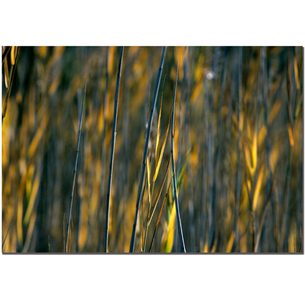 Trademark Fine Art Prairy Grass I by Kurt Shaffer 22x32 Canvas Ready to Hang, 22x32 KS47-C2232GG